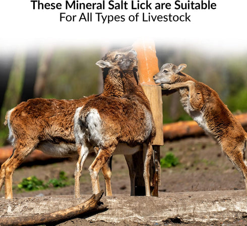 Brick Salt for Deer | HIMALAYAN NATURE